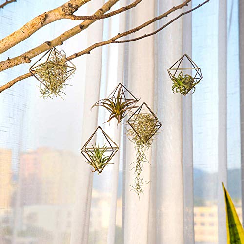 Xinzi Air Plants Live Holders,Tillandsia Rack,Home Decoration,Geom...