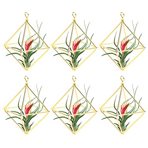 Xinzi Air Plants Live Holders,Tillandsia Rack,Home Decoration,Geom...