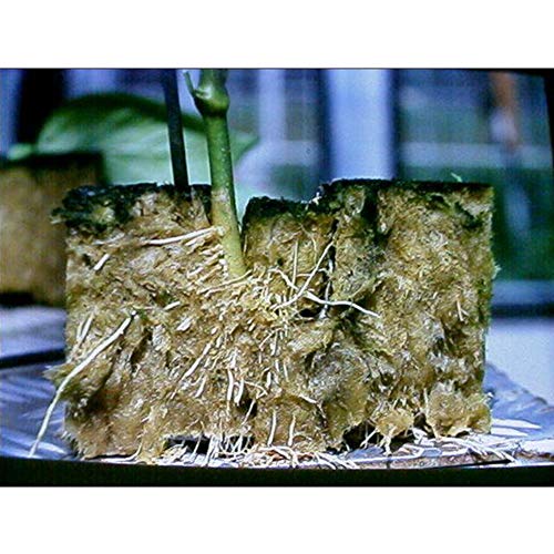Grow Cubes, Rockwool Grow Cubes Starter Sheets, Rock Wool Starter ...