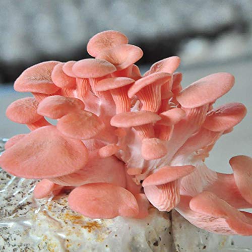 Yardwe 20PCS Mushroom Grow Bags Mushroom Spawn Bags for Garden Farm