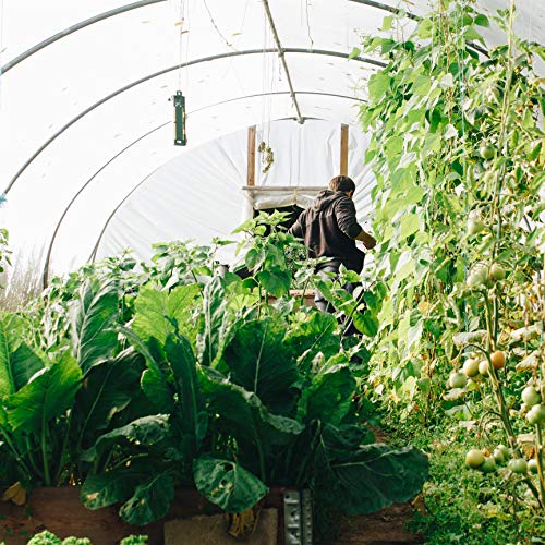 YBB 4.9 x 9.8 Feet Clear Plastic Greenhouse Film, 6 mil Thickness ...