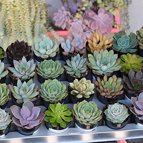 Live Succulents Plants 12 Pack of Rosettes Succulents in 2 Pots ...