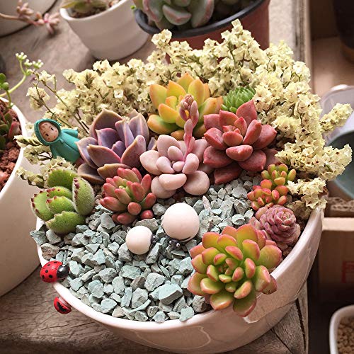 Live Succulents Plants 12 Pack of Rosettes Succulents in 2 Pots ...