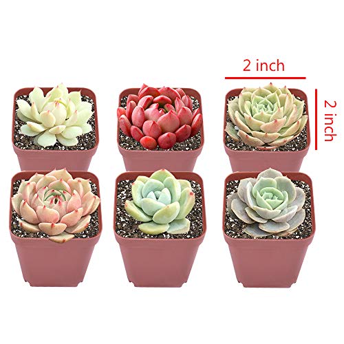 Live Succulents Plants 12 Pack of Rosettes Succulents in 2 Pots ...