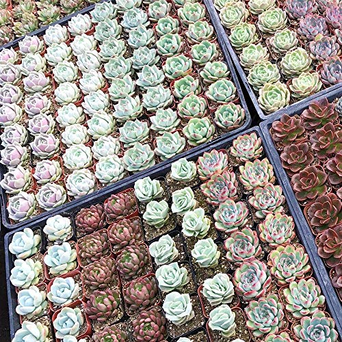 Live Succulents Plants 12 Pack of Rosettes Succulents in 2 Pots ...