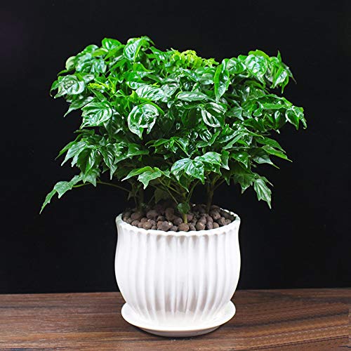Yesland Ceramic Flower Plant Pots with Saucer, Set of 3 in Differe...