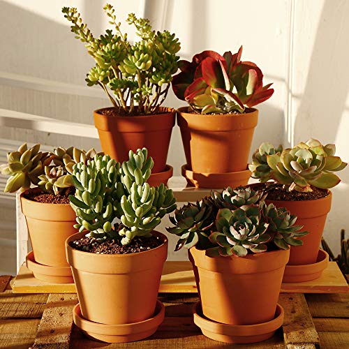 Terra Cotta Pots with Saucer- 6-Pack Large Terracotta Pot Clay Pot...