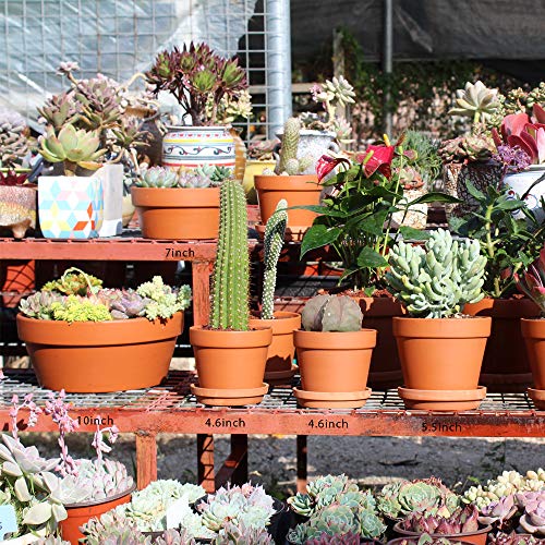 Yishang Large Terracotta Pots for Succulent - 10 Inch Cactus Plant...
