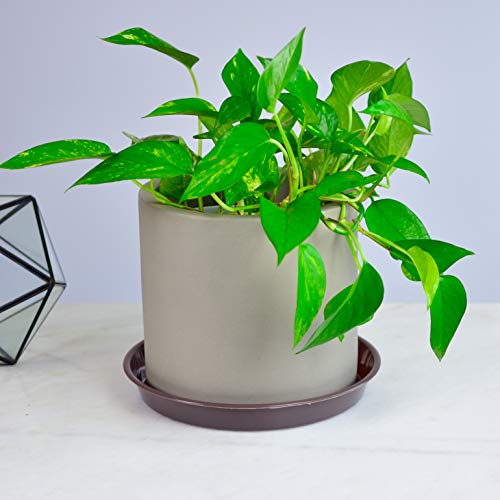 Youngever 10 Pack 10 Inch Plastic Plant Saucers, Thick and Heavy D...