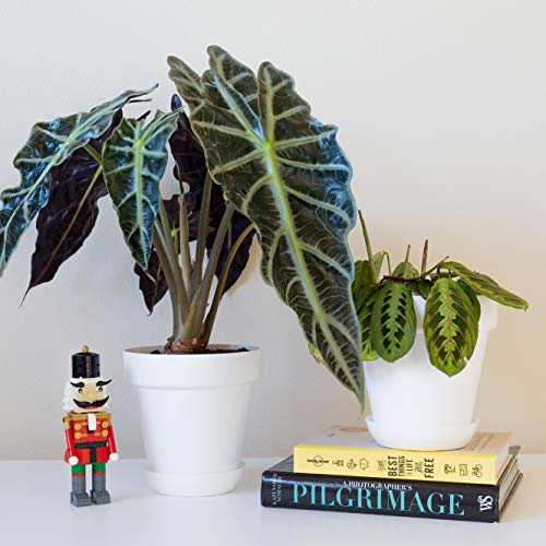 Youngever 7 Pack 6.5 Inch Plastic Planters, Indoor Flower Plant Po...
