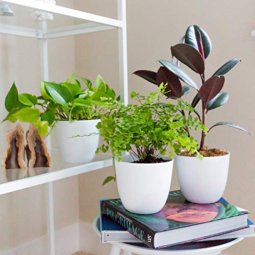 Youngever 8 Pack 5.5 Inch Plastic Planters Indoor Flower Plant Pot...