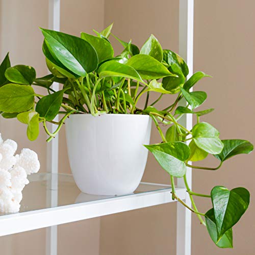Youngever 8 Pack 5.5 Inch Plastic Planters Indoor Flower Plant Pot...
