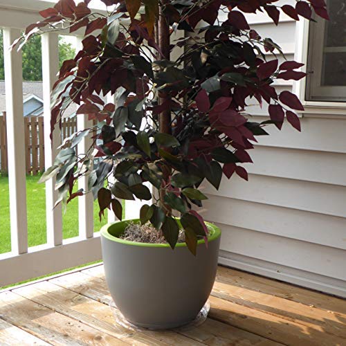 Clear Plant Saucers - 12 Inch - Excellent For Indoor & Outdoor Pla...