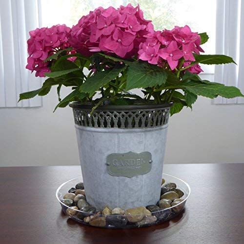 Clear Plant Saucers - 12 Inch - Excellent For Indoor & Outdoor Pla...