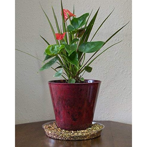 YOUniversal Products 5 Pack of 10 Inch Clear Plastic Plant Saucers...