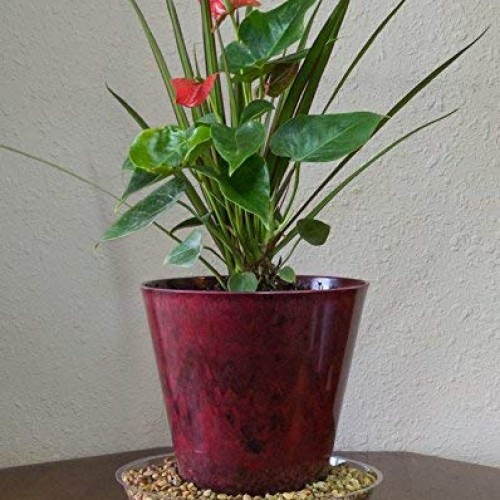 YOUniversal Products 5 Pack of 10 Inch Clear Plastic Plant Saucers...