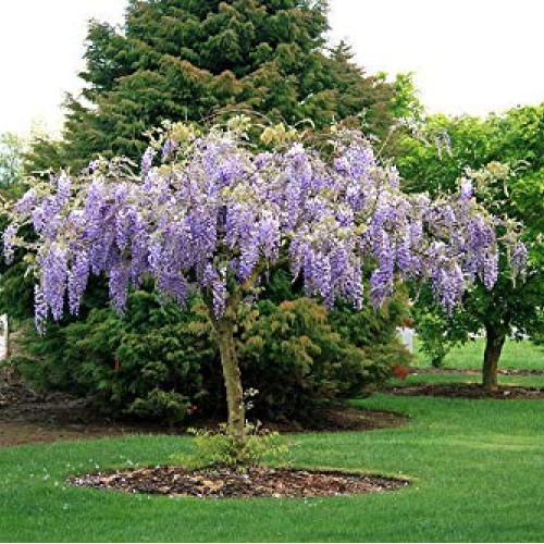 Live Plant - Purple Wisteria, Tree, Flower, for Gardening and Plan...