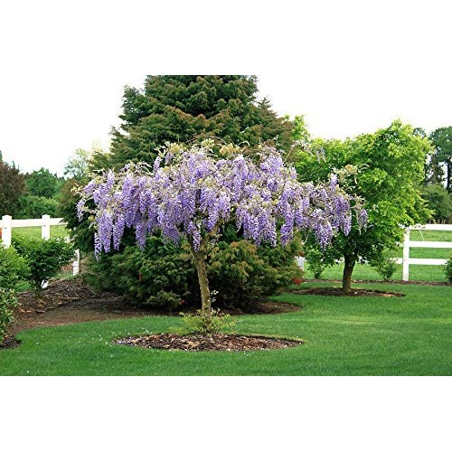 Live Plant - Purple Wisteria, Tree, Flower, for Gardening and Plan...