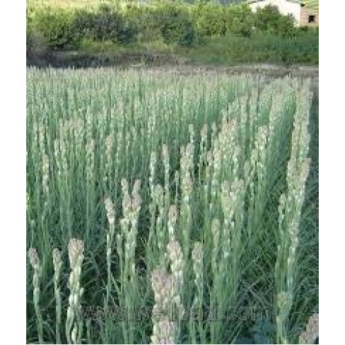 Zed Blue Puspita Nursery Tuberose or Rajanigondha Flower Bulbs