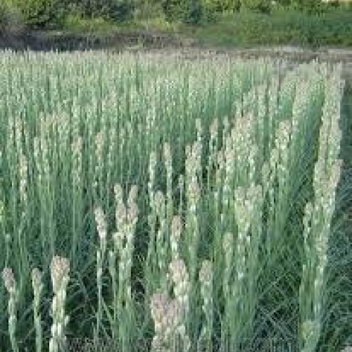 Zed Blue Puspita Nursery Tuberose or Rajanigondha Flower Bulbs