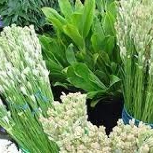 Zed Blue Puspita Nursery Tuberose or Rajanigondha Flower Bulbs