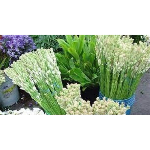 Zed Blue Puspita Nursery Tuberose or Rajanigondha Flower Bulbs