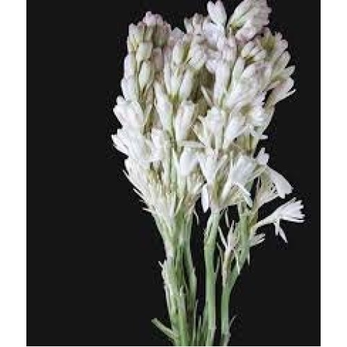 Zed Blue Puspita Nursery Tuberose or Rajanigondha Flower Bulbs