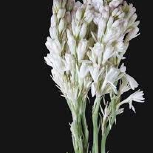 Zed Blue Puspita Nursery Tuberose or Rajanigondha Flower Bulbs