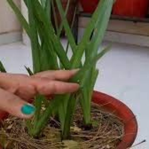 Zed Blue Puspita Nursery Tuberose or Rajanigondha Flower Bulbs
