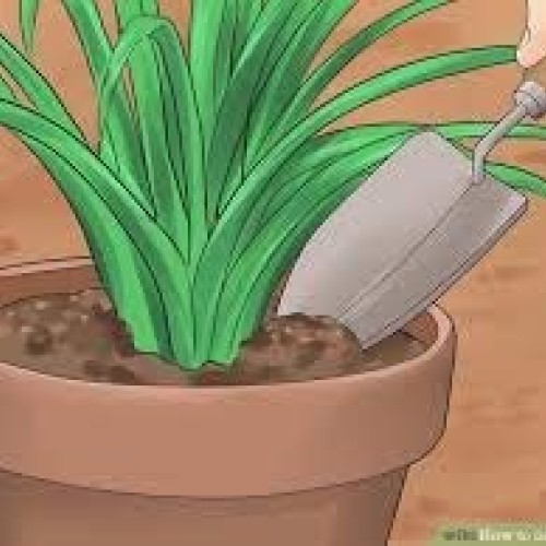 Zed Blue Puspita Nursery Tuberose or Rajanigondha Flower Bulbs