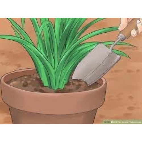 Zed Blue Puspita Nursery Tuberose or Rajanigondha Flower Bulbs