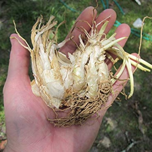 Zed Blue Puspita Nursery Tuberose or Rajanigondha Flower Bulbs