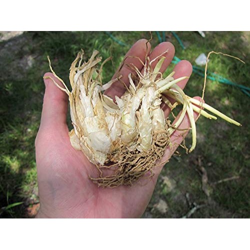 Zed Blue Puspita Nursery Tuberose or Rajanigondha Flower Bulbs
