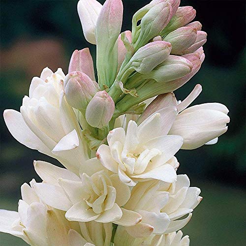 Zed Blue Puspita Nursery Tuberose or Rajanigondha Flower Bulbs