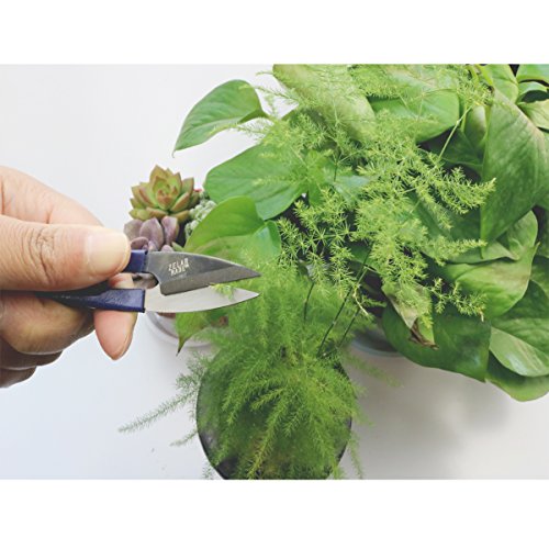 Bonsai Set 8 Pcs - Include Pruner,Fold Scissors,Mini Rake,Bud & Le...
