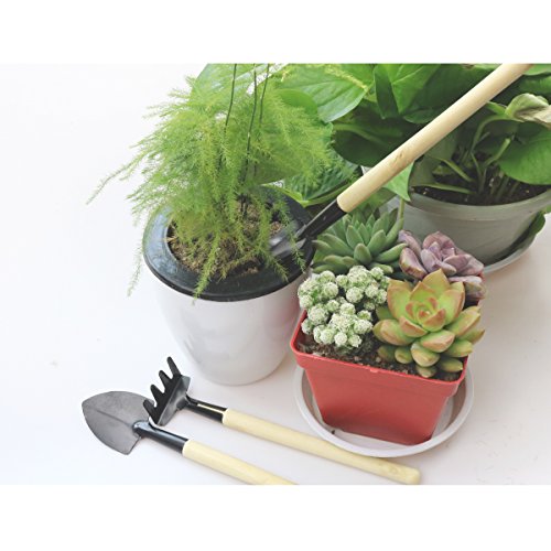Bonsai Set 8 Pcs - Include Pruner,Fold Scissors,Mini Rake,Bud & Le...