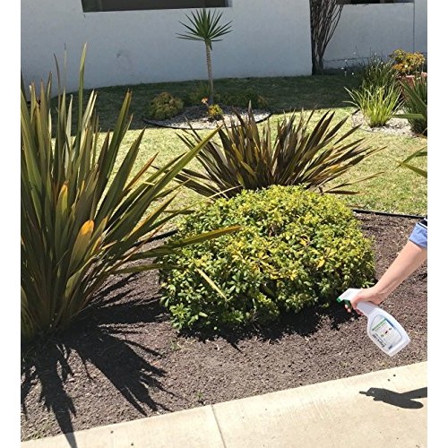 Zepol Labs Mice Repellent - Humane Mouse Trap Substitute - Organic...