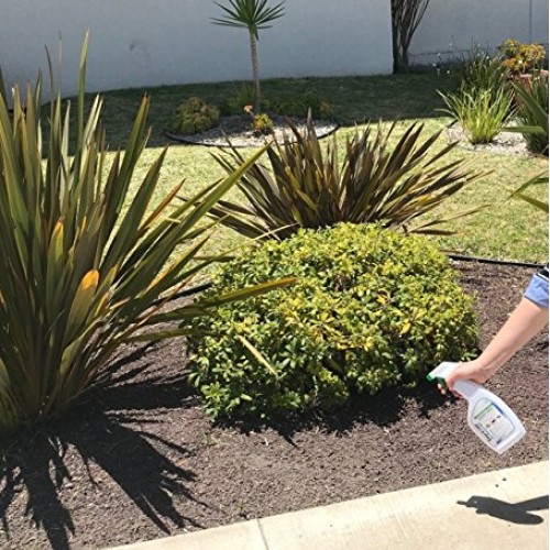 Zepol Labs Mice Repellent - Humane Mouse Trap Substitute - Organic...