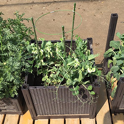 ZFRANC Plant Support Plant Cages Supports with 3 Adjustable Rings,...