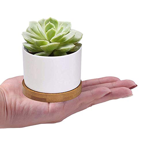 Succulent Pots, ZOUTOG White Mini 3.15 inch Ceramic Flower Planter...