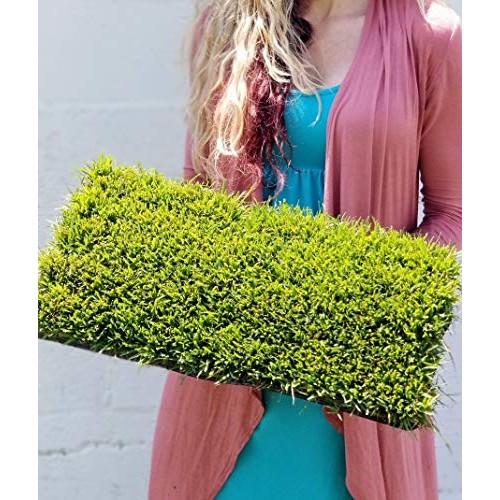 Zoysia Plugs - 100 Large Plugs, Drought Tolerant, Low Maintenance