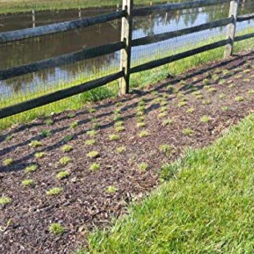 Zoysia Plugs - 100 Large Plugs, Drought Tolerant, Low Maintenance