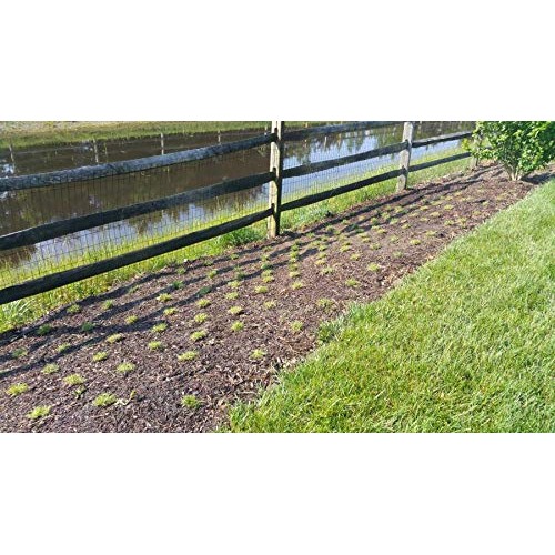 Zoysia Plugs - 100 Large Plugs, Drought Tolerant, Low Maintenance