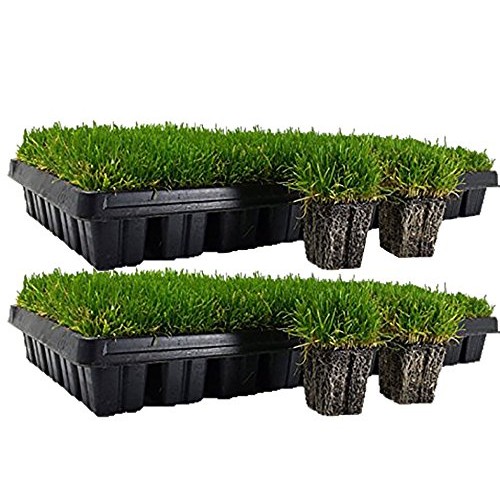 Zoysia Plugs - 100 Large Plugs, Drought Tolerant, Low Maintenance
