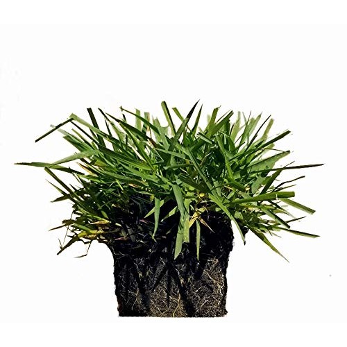 Zoysia Plugs - 150 Large Grass Plugs, Drought Tolerant, Low Mainte...