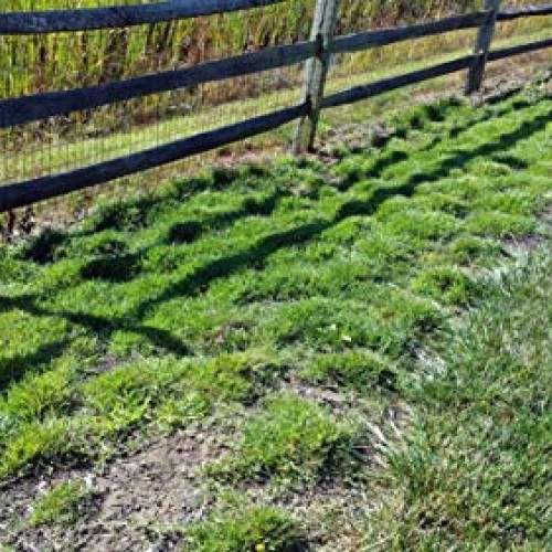 Zoysia Plugs - 150 Large Grass Plugs, Drought Tolerant, Low Mainte...