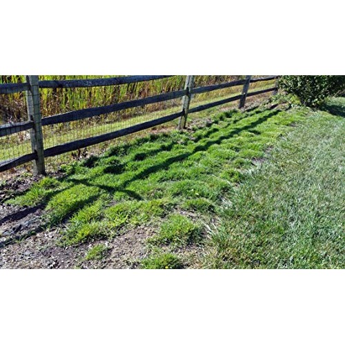 Zoysia Plugs - 150 Large Grass Plugs, Drought Tolerant, Low Mainte...