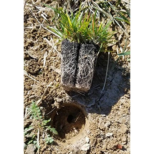 Zoysia Plugs - 150 Large Grass Plugs, Drought Tolerant, Low Mainte...