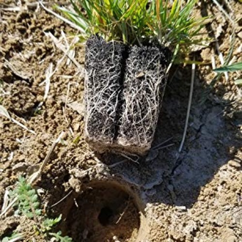 Zoysia Plugs - 150 Large Grass Plugs, Drought Tolerant, Low Mainte...