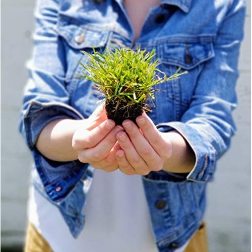 Zoysia Plugs - 150 Large Grass Plugs, Drought Tolerant, Low Mainte...